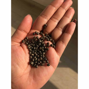 Balaayah Black Gram Body Booster -With the Richness of Black Gram - Pick your size Body Oil iYURA 